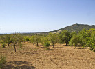 Allendras 