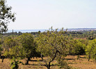 Allendras 
